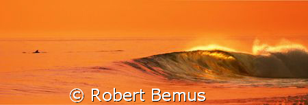 Dolphin and wave by Robert Bemus 